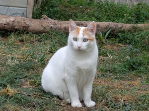 Adopter Biobie