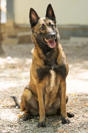 Adopter SALLY