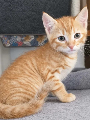 Adopter Bambi