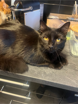 Adopter Moka