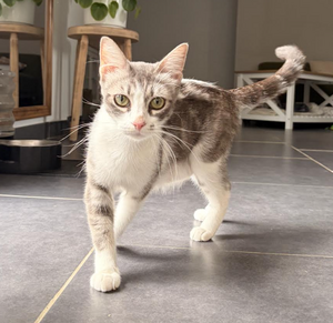 Adopter Ana