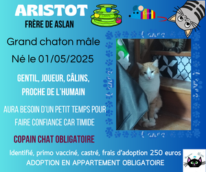 Adopter Aristot