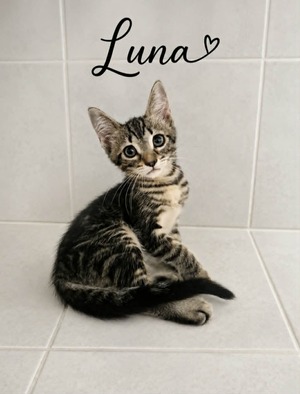 Adopter LUNA