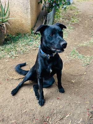 Adopter Wizzy 