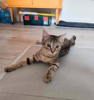 Adopter Sophie