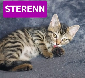 Adopter Sterenn 