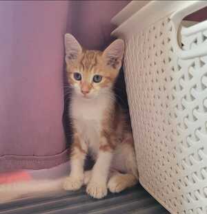 Adopter BAMBINA