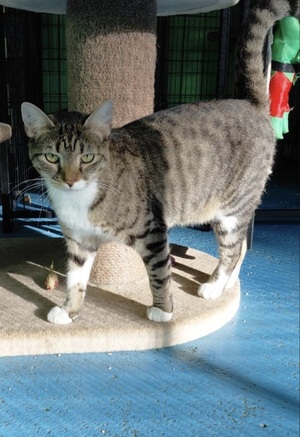 Adopter Nala