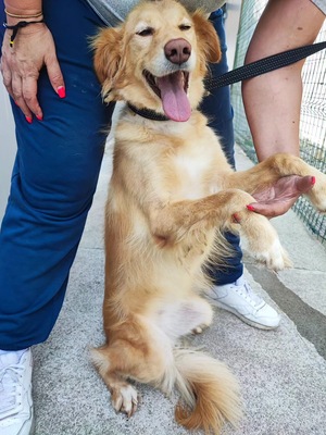 Adopter Lacy