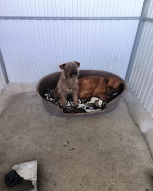Adopter Mickey