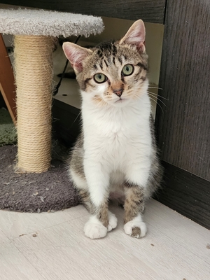 Adopter BLUEY