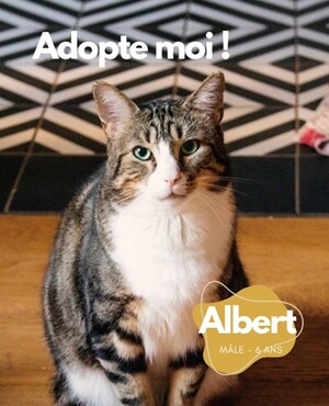 Adopter Albert