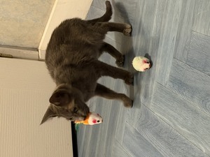 Adopter BAZILE