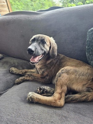 Adopter Amael