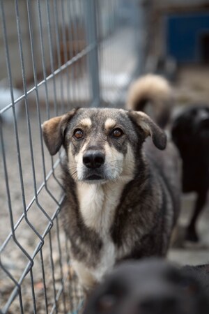 Adopter Falco