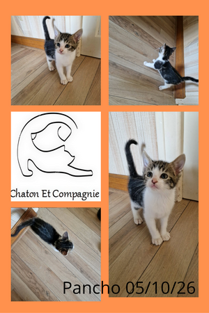 Adopter Pancho