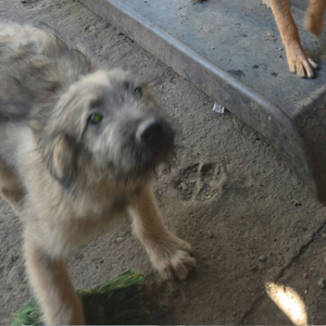 Adopter Mio