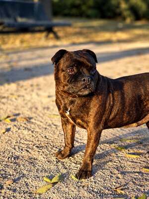 Adopter Woody
