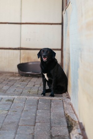 Adopter Noé