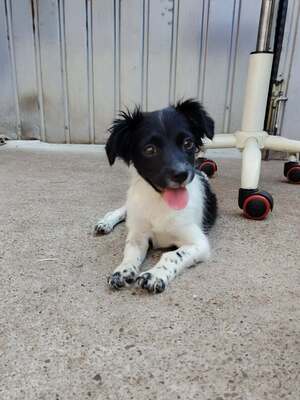 Adopter Réglisse