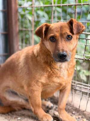 Adopter ATHENA