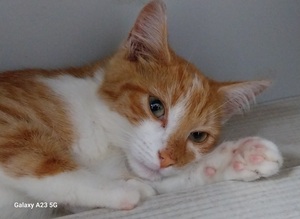 Adopter Bristol 