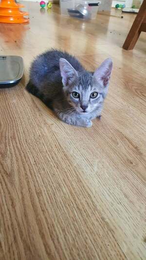 Adopter Olezina