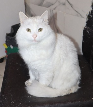 Adopter Sky