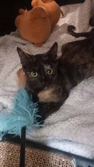 Adopter Féline