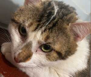 Adopter Basil