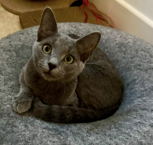 Adopter BASTET