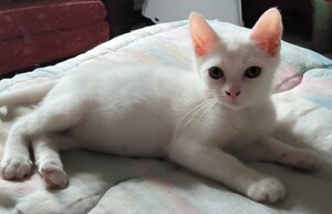 Adopter Basil
