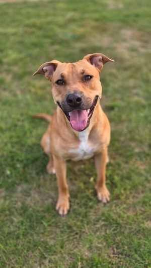 Adopter Newis