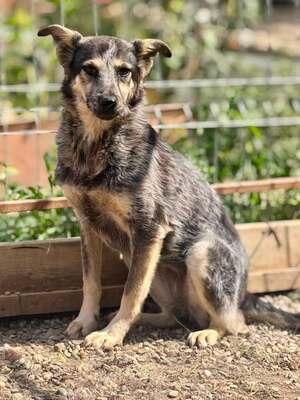 Adopter Prume