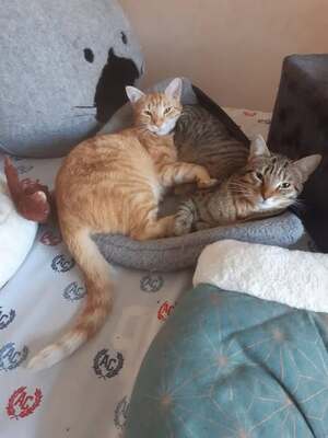 Adopter PTIROUX & BICHETTE 