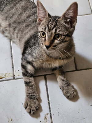 Adopter BISCOTTE