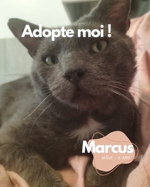 Adopter Marcus