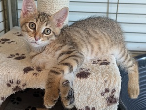 Adopter BIJOU