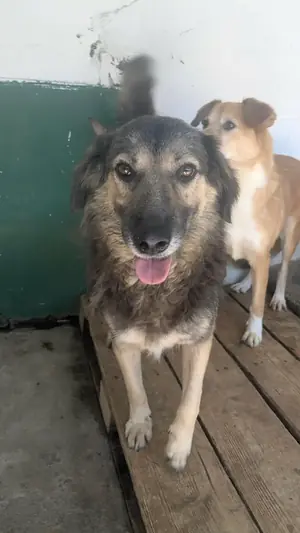 Adopter Sully