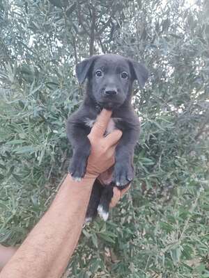 Adopter Perle