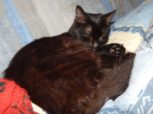 Adopter Taram