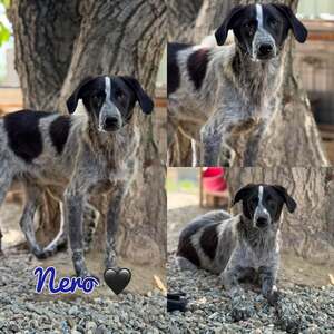 Adopter Nero