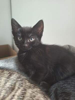 Adopter Bizou
