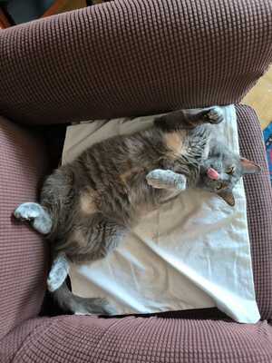 Adopter Michat