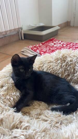 Adopter Moon