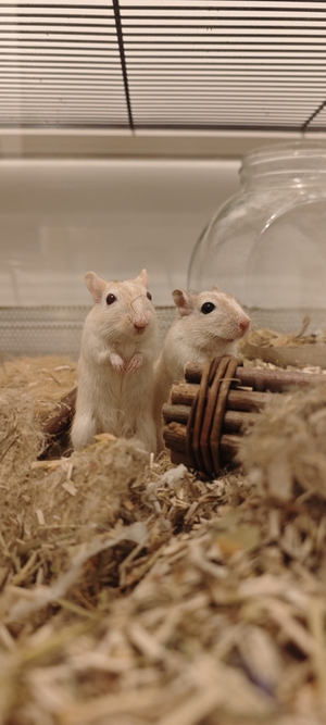 Adopter Truffe Morille et Girolle