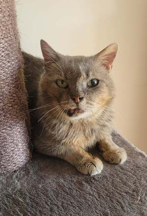 Adopter Rusty