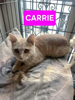 Adopter Carrie et Kili 