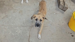 Adopter Reha