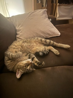 Adopter Kittie 